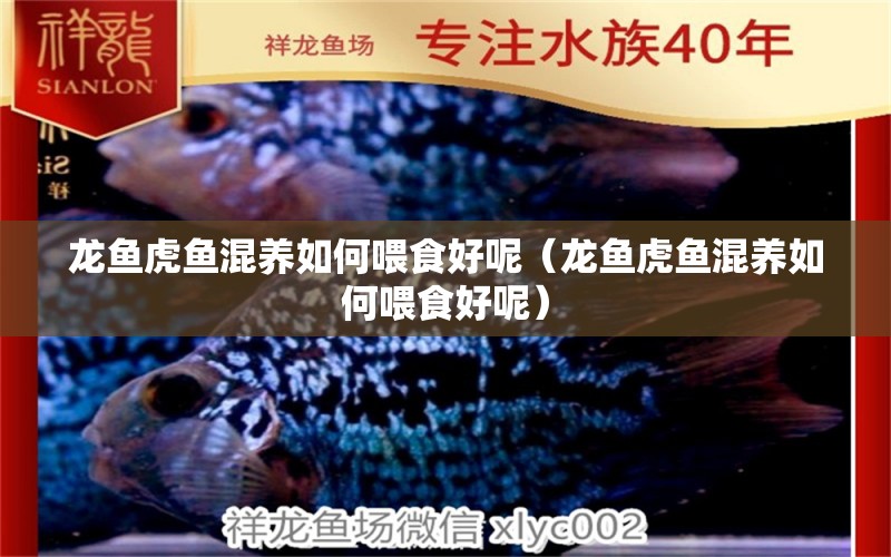 龍魚(yú)虎魚(yú)混養(yǎng)如何喂食好呢（龍魚(yú)虎魚(yú)混養(yǎng)如何喂食好呢）