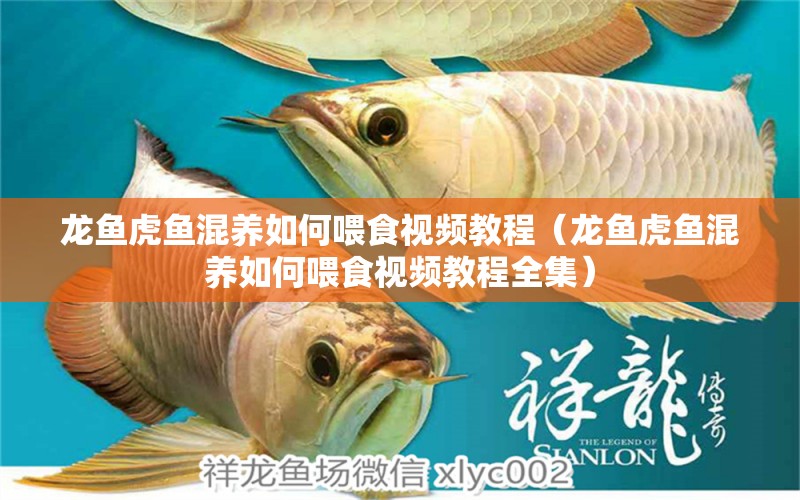 龍魚(yú)虎魚(yú)混養(yǎng)如何喂食視頻教程（龍魚(yú)虎魚(yú)混養(yǎng)如何喂食視頻教程全集） 虎魚(yú)百科