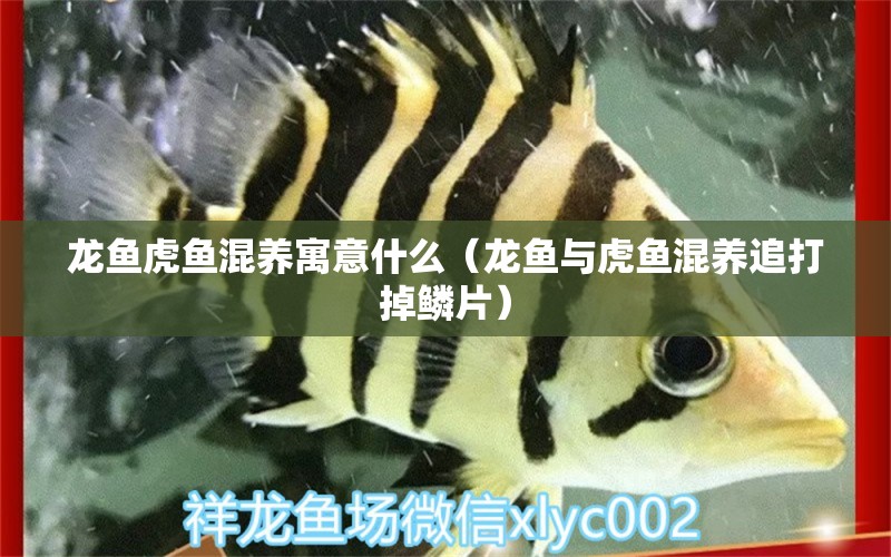 龍魚虎魚混養(yǎng)寓意什么（龍魚與虎魚混養(yǎng)追打掉鱗片）