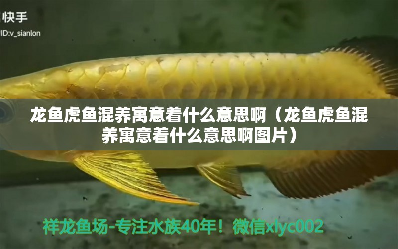 龍魚虎魚混養(yǎng)寓意著什么意思?。堲~虎魚混養(yǎng)寓意著什么意思啊圖片） 虎魚百科