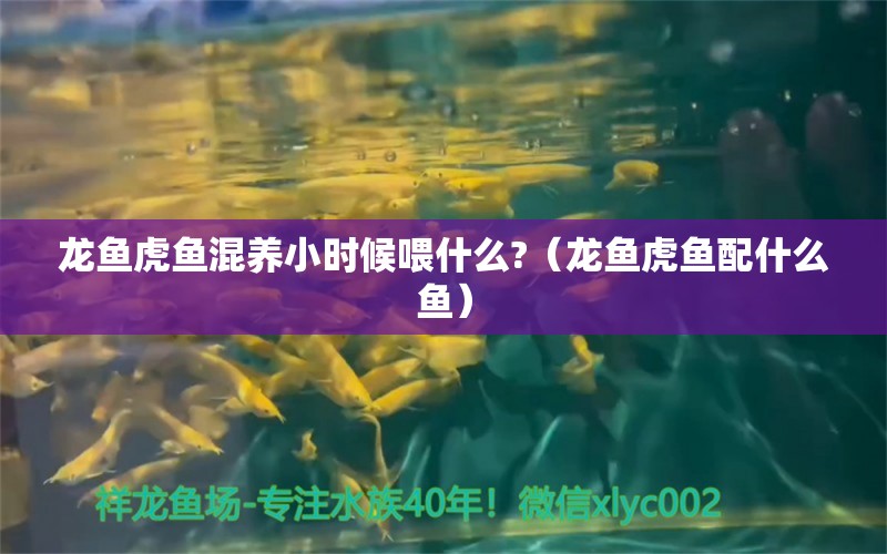 龍魚(yú)虎魚(yú)混養(yǎng)小時(shí)候喂什么?（龍魚(yú)虎魚(yú)配什么魚(yú)）