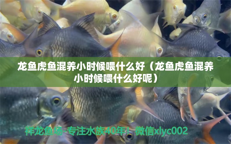 龍魚虎魚混養(yǎng)小時候喂什么好（龍魚虎魚混養(yǎng)小時候喂什么好呢）