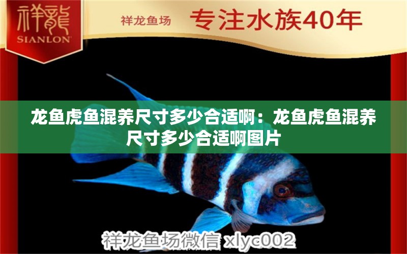 龍魚(yú)虎魚(yú)混養(yǎng)尺寸多少合適啊：龍魚(yú)虎魚(yú)混養(yǎng)尺寸多少合適啊圖片