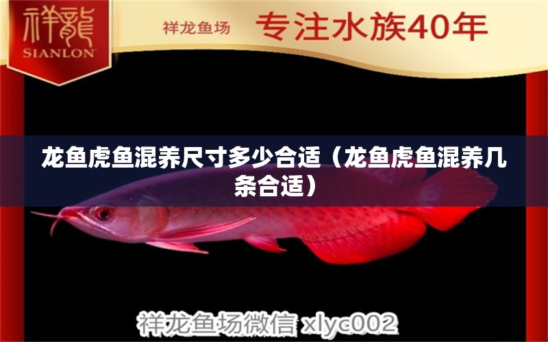 龍魚虎魚混養(yǎng)尺寸多少合適（龍魚虎魚混養(yǎng)幾條合適） 虎魚百科