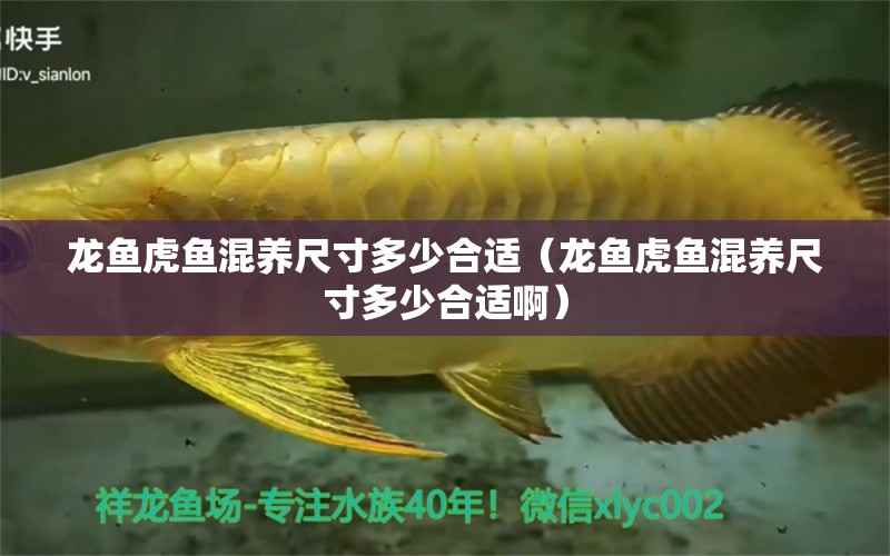 龍魚(yú)虎魚(yú)混養(yǎng)尺寸多少合適（龍魚(yú)虎魚(yú)混養(yǎng)尺寸多少合適?。? title=