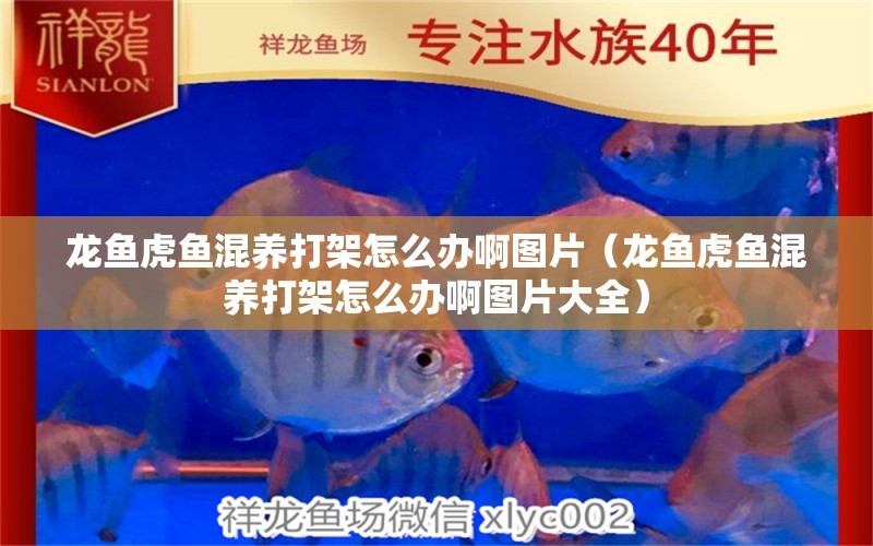 龍魚(yú)虎魚(yú)混養(yǎng)打架怎么辦啊圖片（龍魚(yú)虎魚(yú)混養(yǎng)打架怎么辦啊圖片大全） 虎魚(yú)百科