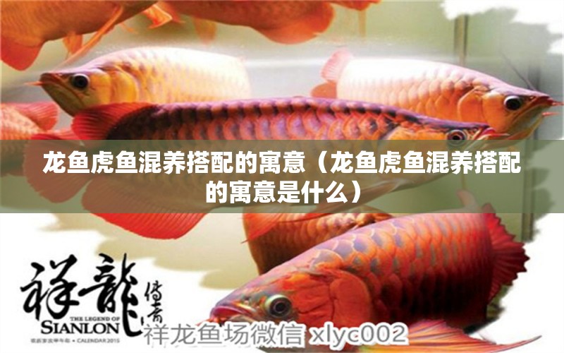 龍魚虎魚混養(yǎng)搭配的寓意（龍魚虎魚混養(yǎng)搭配的寓意是什么） 虎魚百科