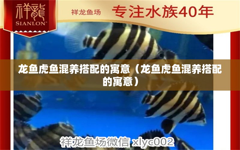 龍魚虎魚混養(yǎng)搭配的寓意（龍魚虎魚混養(yǎng)搭配的寓意）