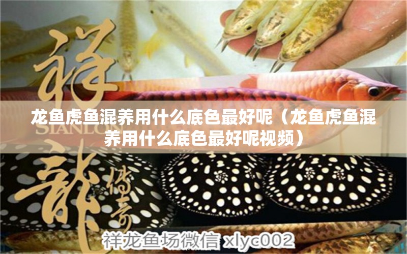 龍魚虎魚混養(yǎng)用什么底色最好呢（龍魚虎魚混養(yǎng)用什么底色最好呢視頻） 虎魚百科