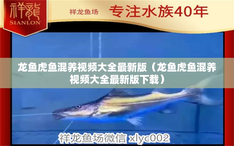 龍魚虎魚混養(yǎng)視頻大全最新版（龍魚虎魚混養(yǎng)視頻大全最新版下載）