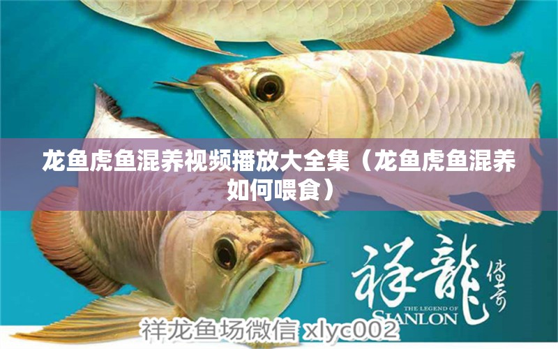 龍魚(yú)虎魚(yú)混養(yǎng)視頻播放大全集（龍魚(yú)虎魚(yú)混養(yǎng)如何喂食）