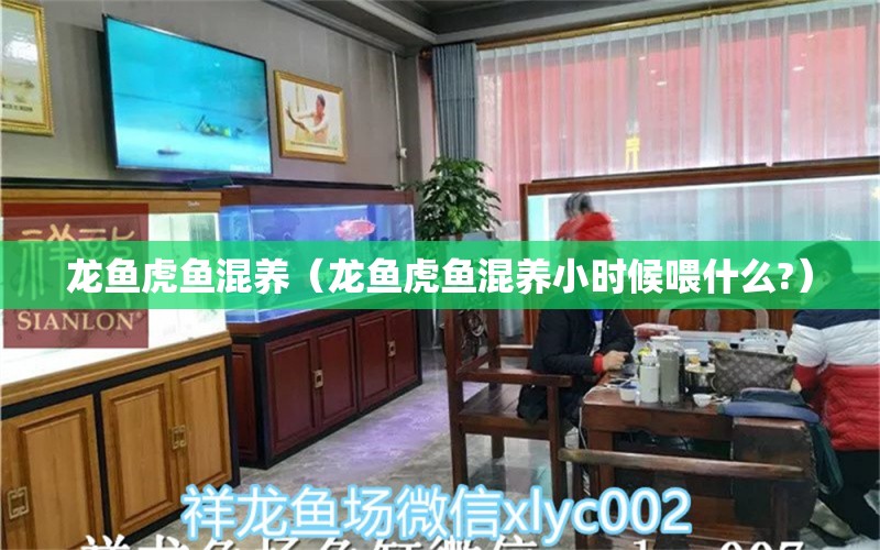 龍魚虎魚混養(yǎng)（龍魚虎魚混養(yǎng)小時候喂什么?）