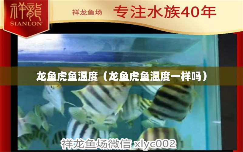 龍魚虎魚溫度（龍魚虎魚溫度一樣嗎） 虎魚百科