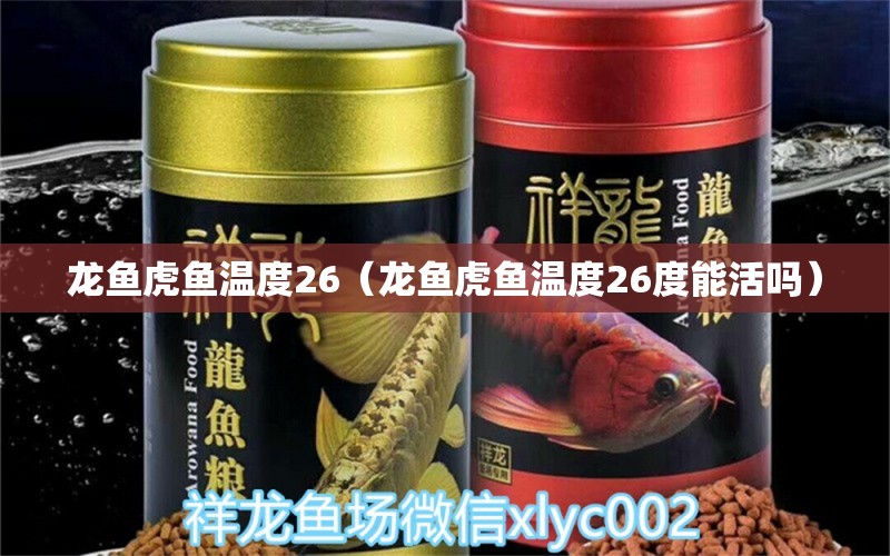 龍魚虎魚溫度26（龍魚虎魚溫度26度能活嗎） 虎魚百科