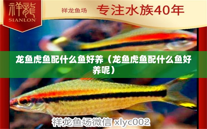 龍魚虎魚配什么魚好養(yǎng)（龍魚虎魚配什么魚好養(yǎng)呢） 虎魚百科