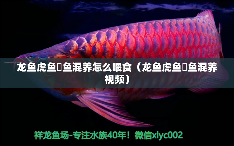 龍魚虎魚魟魚混養(yǎng)怎么喂食（龍魚虎魚魟魚混養(yǎng)視頻）