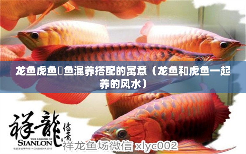 龍魚虎魚魟魚混養(yǎng)搭配的寓意（龍魚和虎魚一起養(yǎng)的風(fēng)水）