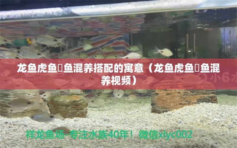 龍魚(yú)虎魚(yú)魟魚(yú)混養(yǎng)搭配的寓意（龍魚(yú)虎魚(yú)魟魚(yú)混養(yǎng)視頻）