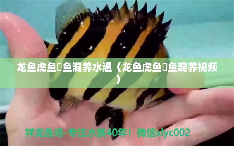 龍魚虎魚魟魚混養(yǎng)水溫（龍魚虎魚魟魚混養(yǎng)視頻）