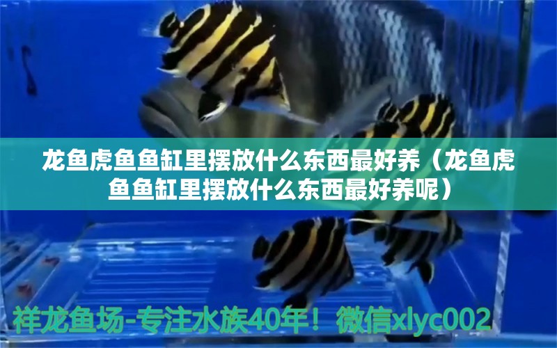 龍魚虎魚魚缸里擺放什么東西最好養(yǎng)（龍魚虎魚魚缸里擺放什么東西最好養(yǎng)呢） 虎魚百科