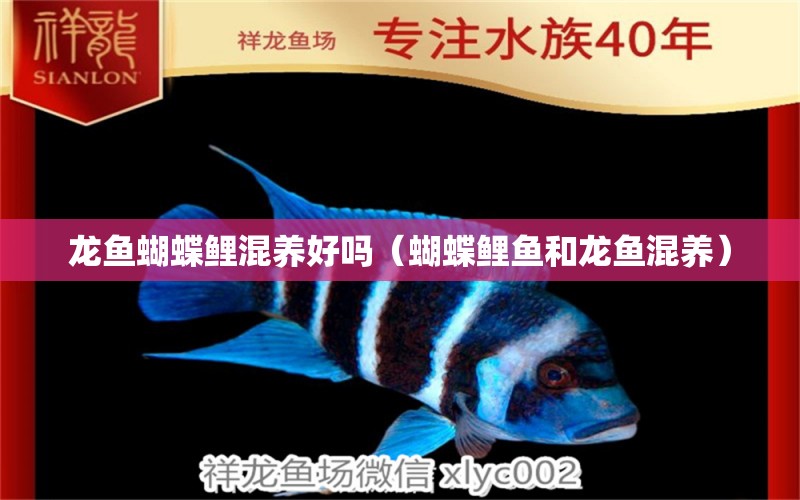 龍魚蝴蝶鯉混養(yǎng)好嗎（蝴蝶鯉魚和龍魚混養(yǎng)）