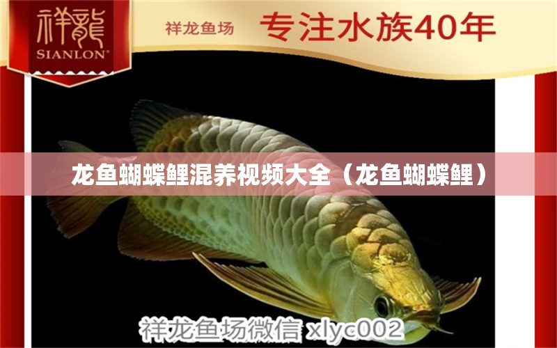 龍魚蝴蝶鯉混養(yǎng)視頻大全（龍魚蝴蝶鯉）