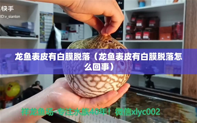 龍魚表皮有白膜脫落（龍魚表皮有白膜脫落怎么回事） 廣州龍魚批發(fā)市場