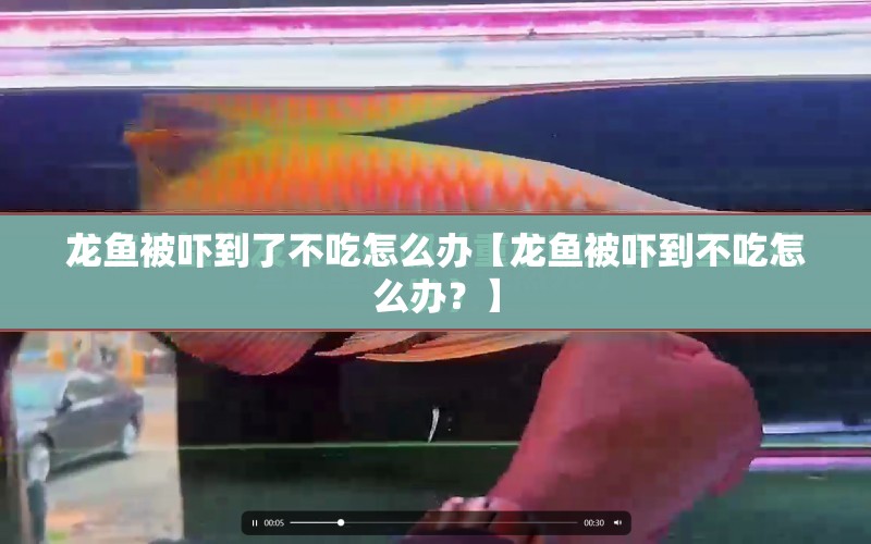 龍魚被嚇到了不吃怎么辦【龍魚被嚇到不吃怎么辦？】 水族問答 第1張