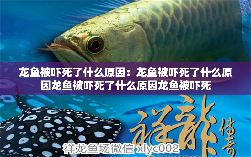 龍魚被嚇死了什么原因：龍魚被嚇死了什么原因龍魚被嚇死了什么原因龍魚被嚇死 龍魚百科 第2張