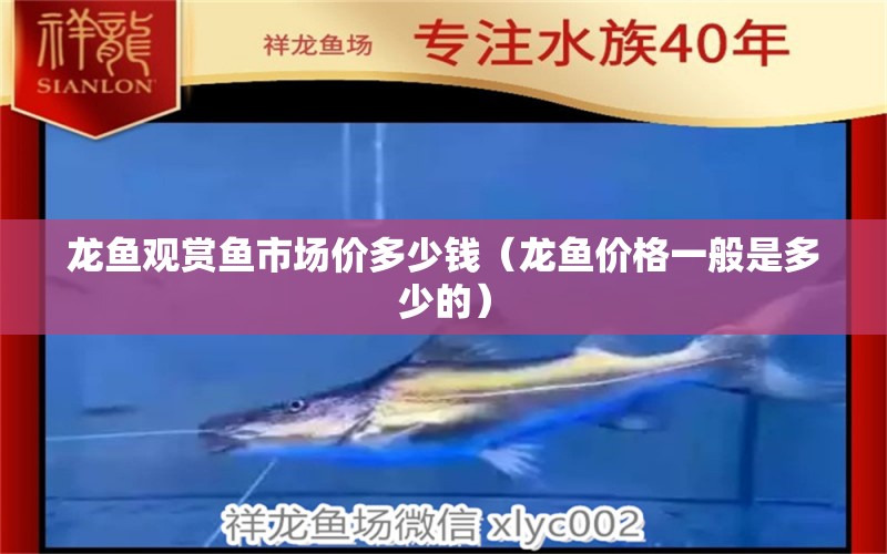 龍魚(yú)觀賞魚(yú)市場(chǎng)價(jià)多少錢(qián)（龍魚(yú)價(jià)格一般是多少的）