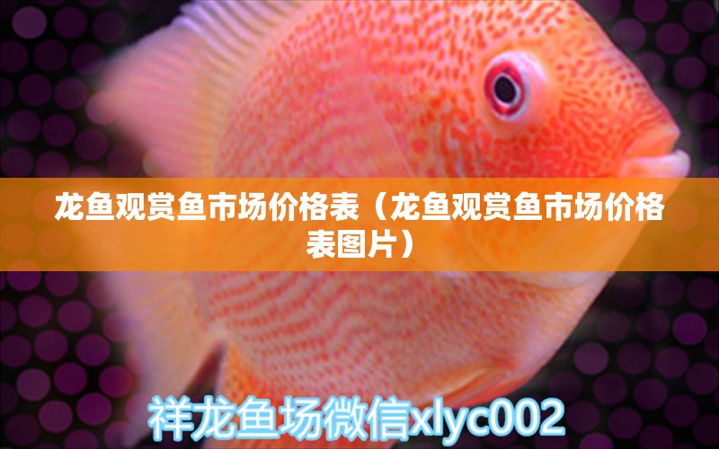 龍魚(yú)觀(guān)賞魚(yú)市場(chǎng)價(jià)格表（龍魚(yú)觀(guān)賞魚(yú)市場(chǎng)價(jià)格表圖片）