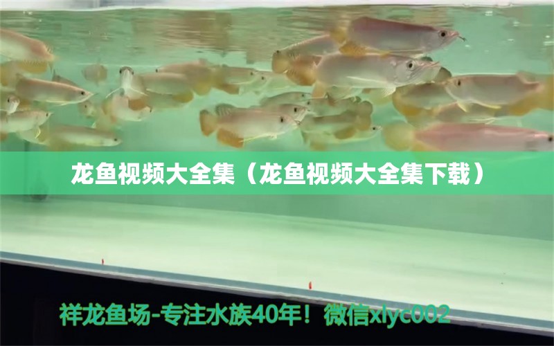 龍魚視頻大全集（龍魚視頻大全集下載） 龍魚疾病與治療