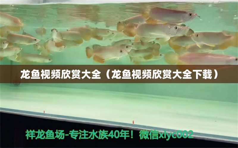 龍魚視頻欣賞大全（龍魚視頻欣賞大全下載）