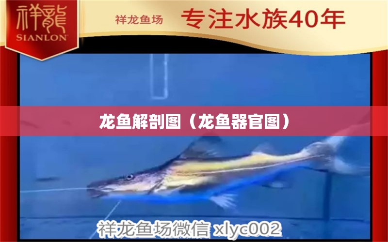 龍魚解剖圖（龍魚器官圖）