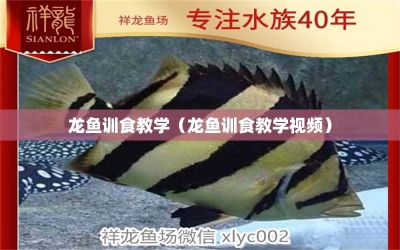 龍魚訓食教學（龍魚訓食教學視頻） 龍魚疾病與治療