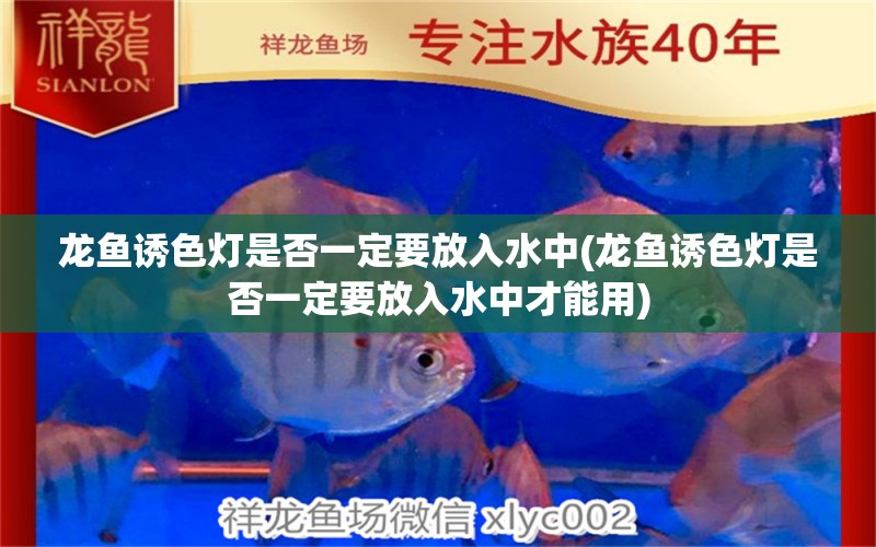 龍魚誘色燈是否一定要放入水中(龍魚誘色燈是否一定要放入水中才能用) 泰國(guó)虎魚