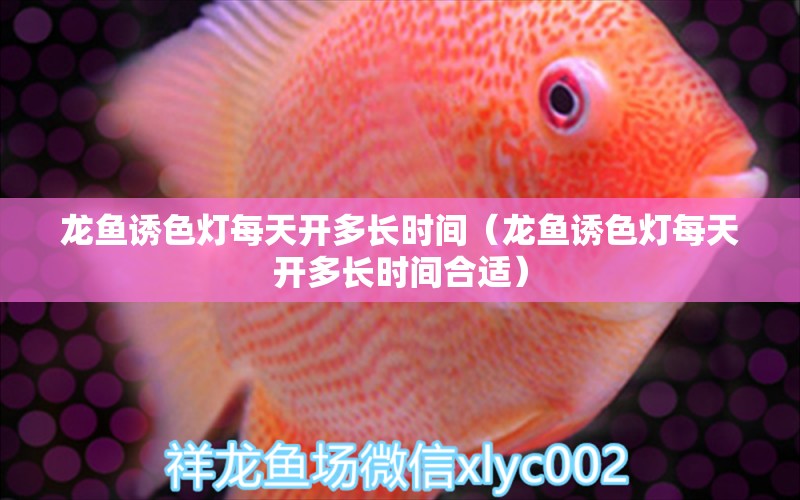 龍魚誘色燈每天開多長時(shí)間（龍魚誘色燈每天開多長時(shí)間合適） 廣州龍魚批發(fā)市場