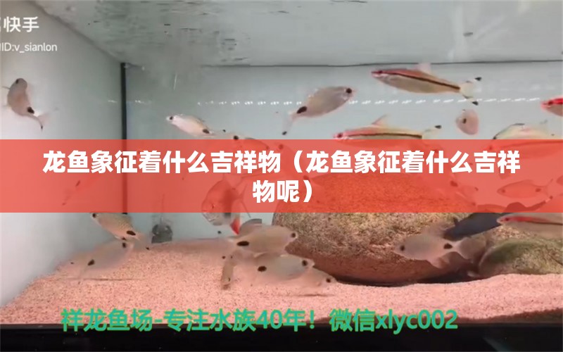 龍魚象征著什么吉祥物（龍魚象征著什么吉祥物呢） 廣州龍魚批發(fā)市場