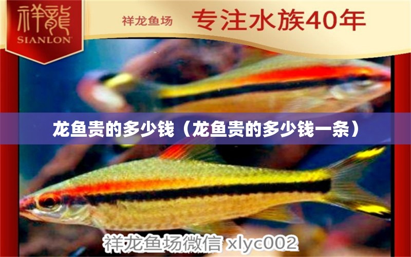 龍魚貴的多少錢（龍魚貴的多少錢一條） 廣州龍魚批發(fā)市場