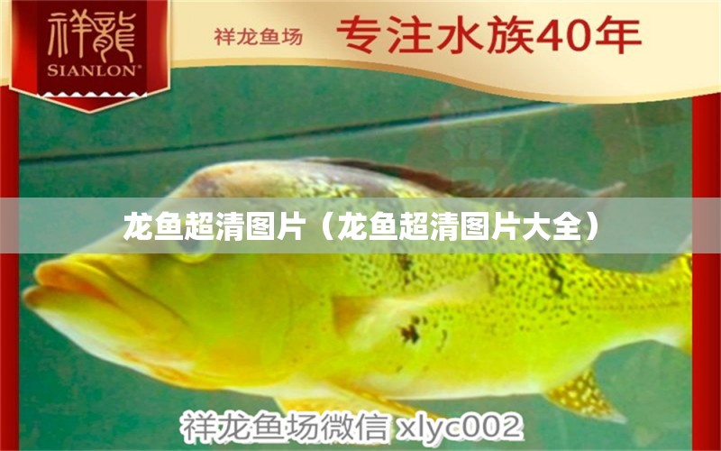 龍魚超清圖片（龍魚超清圖片大全） 廣州龍魚批發(fā)市場