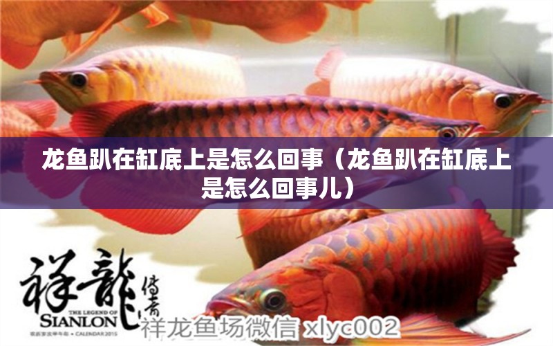 龍魚趴在缸底上是怎么回事（龍魚趴在缸底上是怎么回事兒） 祥龍水族醫(yī)院