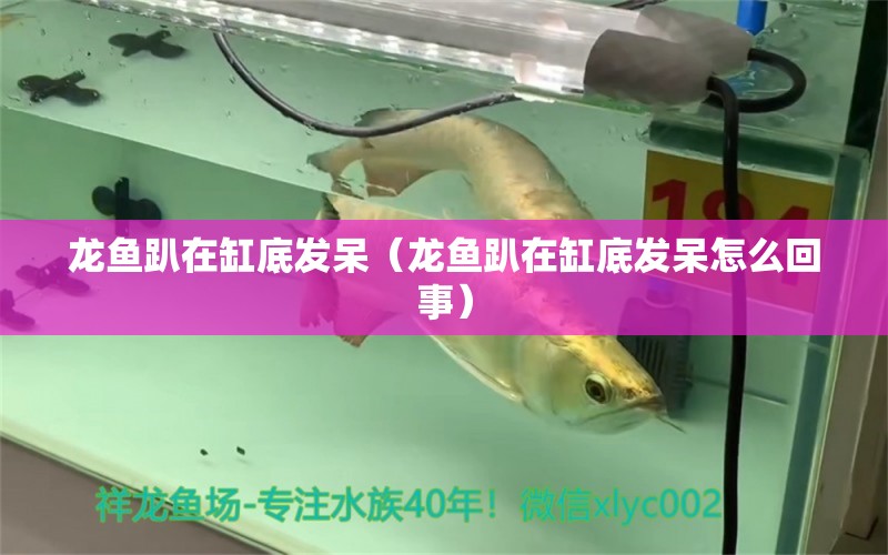 龍魚趴在缸底發(fā)呆（龍魚趴在缸底發(fā)呆怎么回事） 白子關刀魚苗