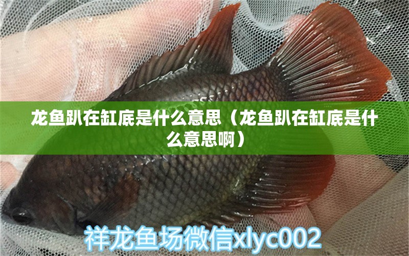 龍魚趴在缸底是什么意思（龍魚趴在缸底是什么意思?。?廣州龍魚批發(fā)市場