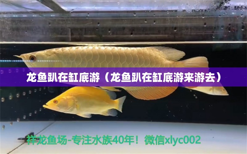 龍魚趴在缸底游（龍魚趴在缸底游來游去）