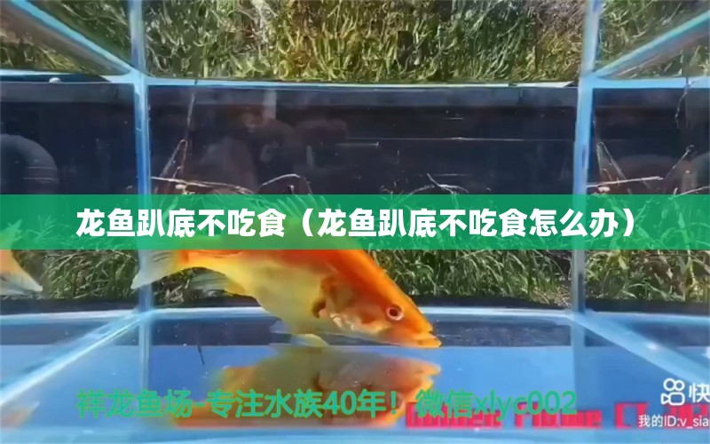 龍魚趴底不吃食（龍魚趴底不吃食怎么辦）