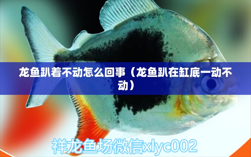 龍魚趴著不動怎么回事（龍魚趴在缸底一動不動）