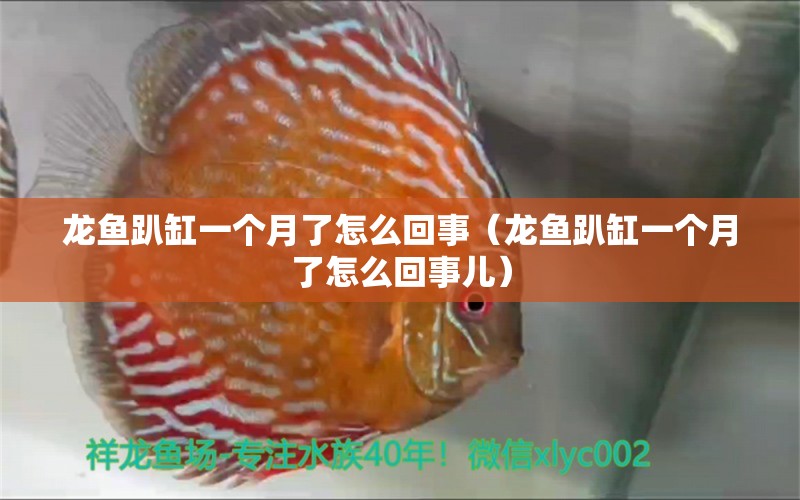 龍魚趴缸一個(gè)月了怎么回事（龍魚趴缸一個(gè)月了怎么回事兒）