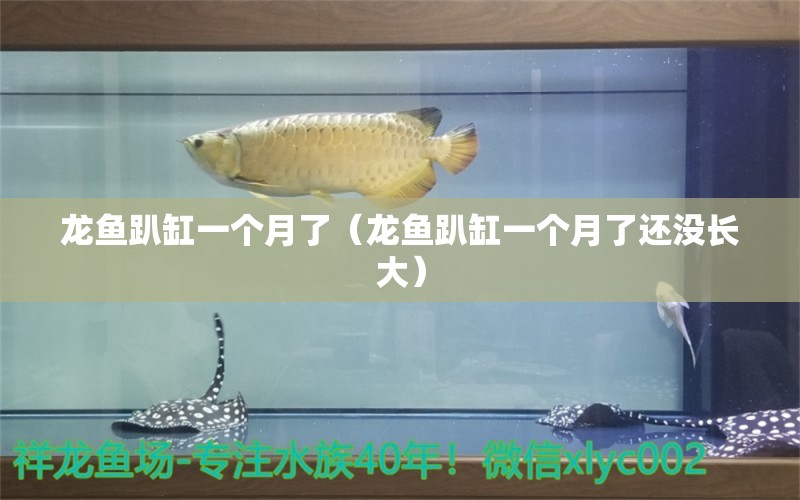 龍魚趴缸一個(gè)月了（龍魚趴缸一個(gè)月了還沒(méi)長(zhǎng)大）