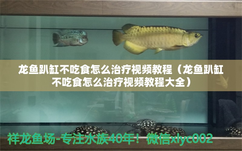 龍魚趴缸不吃食怎么治療視頻教程（龍魚趴缸不吃食怎么治療視頻教程大全） 廣州龍魚批發(fā)市場(chǎng)