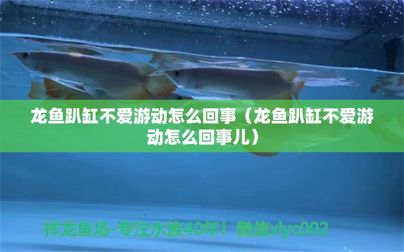 龍魚(yú)趴缸不愛(ài)游動(dòng)怎么回事（龍魚(yú)趴缸不愛(ài)游動(dòng)怎么回事兒） 二氧化碳設(shè)備